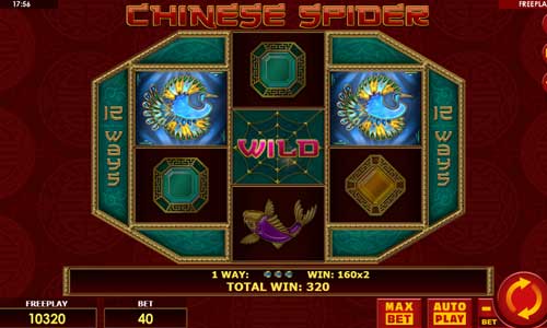 Chinese Spider