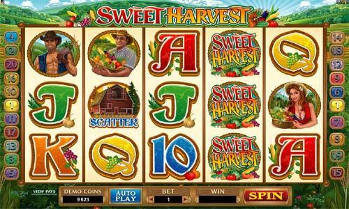 Sweet Harvest
